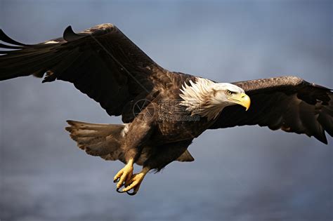 自由翱翔的鹰高清图片下载-正版图片600471020-摄图网