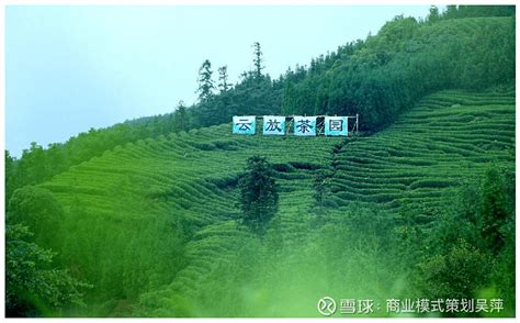 武夷湾岩茶-私家茶园-深圳市后山茶业投资有限公司