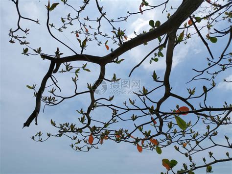 榄仁树的美丽叶子高清图片下载-正版图片506190525-摄图网