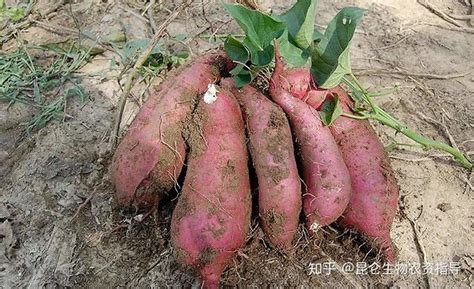 红薯如何保存不坏或长芽？教你地瓜4种保存正确方法，一年都没事__财经头条