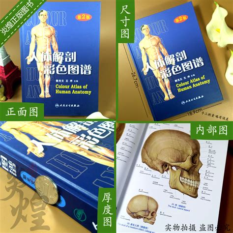 人体解剖学图谱图片