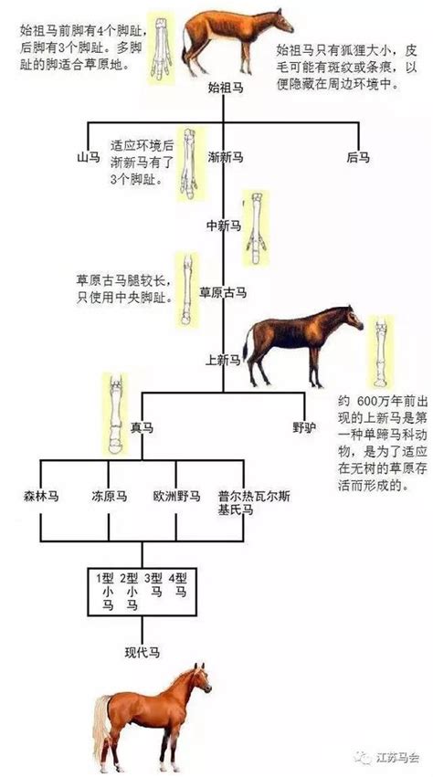 马的祖先是什么？你知道马是怎么诞生的么！_手机新浪网