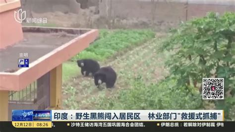 印度：野生黑熊闯入居民区 林业部门“救援式抓捕”_凤凰网视频_凤凰网