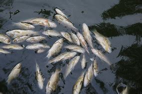 都市快报-奥得河捞了100吨死鱼 水里没有发现有毒污染物
