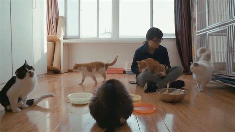 上海上门喂猫遛狗家庭寄养 - 知乎