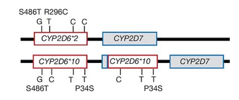 CYP2D6基因多态性用药指导标准品_南京科佰生物科技有限公司