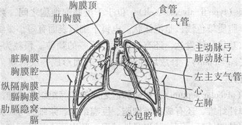 一、胸腔、胸膜与胸膜腔的概念-基础医学-医学