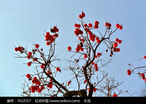 【寒冬，挂在树梢的红柿子摄影图片】生态摄影_太平洋电脑网摄影部落