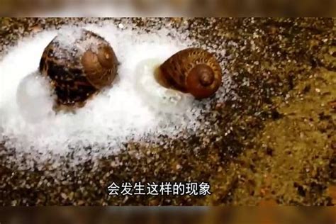 蜗牛的生活习性，附事物特性和生殖特性 - 农敢网