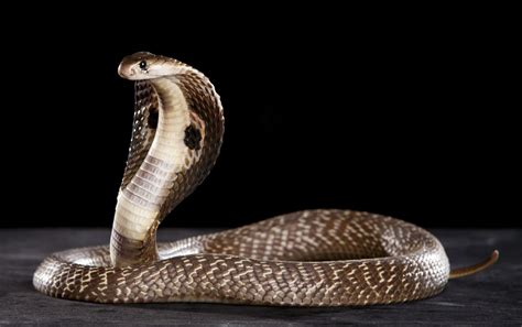 印度一青年试图在亲吻眼镜蛇并自拍后死亡 - 2017年2月8日, 俄罗斯卫星通讯社