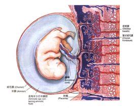 胎盘的形状及构成_胎儿发育_幼教网