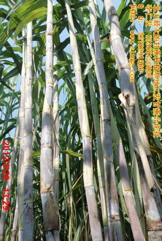 甘蔗种植前景如何？附种植成本及利润分析 - 惠农网