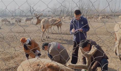 野生麋鹿群野放 关注野生麋鹿群丨江苏如东县启动专项保护 安排日常观测巡护