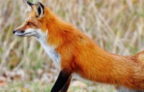 为什么每年的这个时候，爱尔兰会有这么多狐狸？