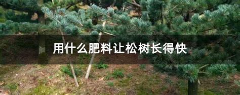 用什么肥料让松树长得快-种植技术-中国花木网