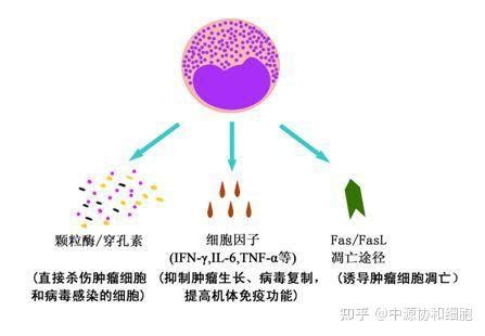 NK细胞免疫疗法,NK细胞疗法,NK细胞治疗,NK细胞免疫治疗_全球肿瘤医生网