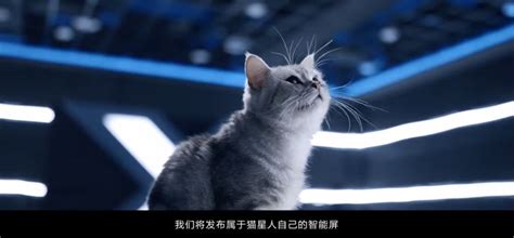Cat Meme：猫咪如何统治了互联网？__财经头条