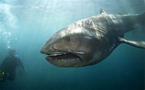 深海中稀少且神秘的鲨鱼 巨口鲨仅出现过60次(比较罕见) - 神奇生物 - 去看奇闻