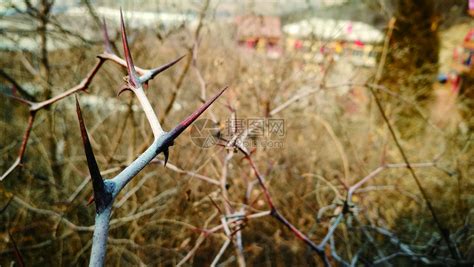 荆棘长什么样子图片,荆棘与人图片,路上的荆棘图片_大山谷图库