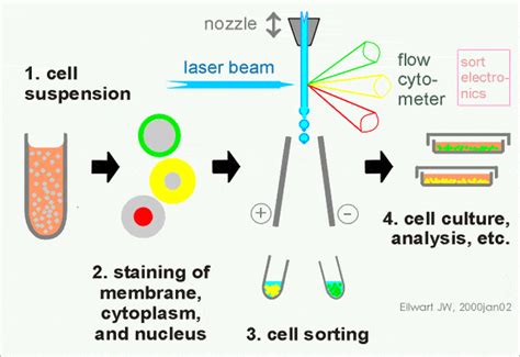 史上最易懂的流式细胞实验设计指南