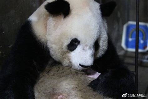 刚出生的大熊猫宝宝，熊猫妈妈小心翼翼的抱在怀里喂奶吃，太可爱了_腾讯视频