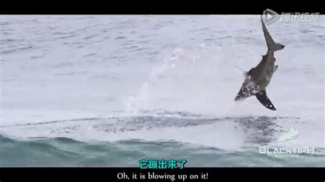 史诗级海钓 用鱼饵戏耍黑鳍鲨鱼_高清1080P在线观看平台_腾讯视频