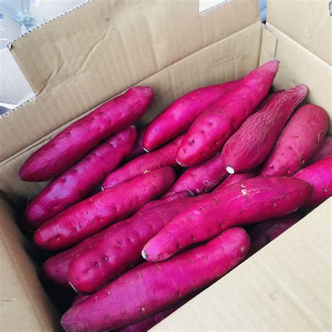地瓜品种303,红薯新品种303,地瓜条_大山谷图库
