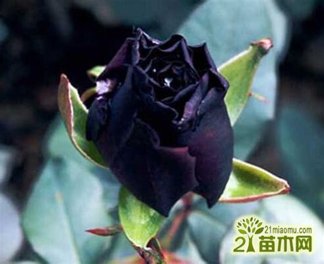 黑玫瑰怎么样 黑玫瑰的花语和故事传说_爱花网