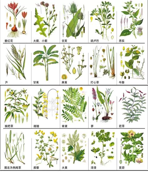 百余种常见中草药,你能分辨出来么？-基层医生网