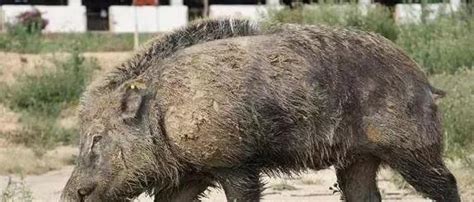 农民小伙山上捡回两只小野猪 5年后成了村里首富|野猪|小伙|农民_新浪新闻