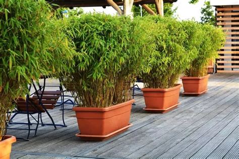 盆栽竹子种类详解（了解这些竹子种类，让你的室内绿化更加靓丽）-花卉知识-花植网