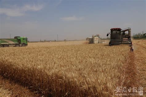 夏粮产量创新高，全年粮食丰收有基础 农业农村经济保持良好发展势头
