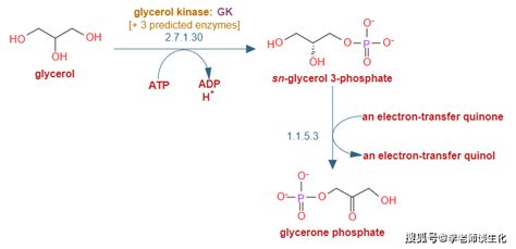 甘油三酯的分解代谢以及脂解的多种功能_过程