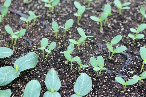 丝瓜的种植方法 —【发财农业网】