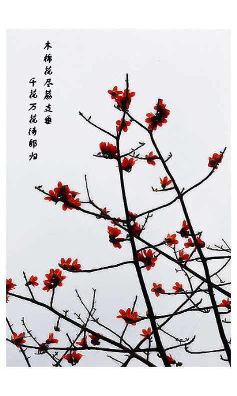 英雄花开英雄城|广州木棉文化节诗歌征集获奖作品朗诵会举办_南方网