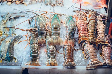 虾苗、小龙虾养殖、种苗供应、成品虾及成品小龙虾-阿里巴巴