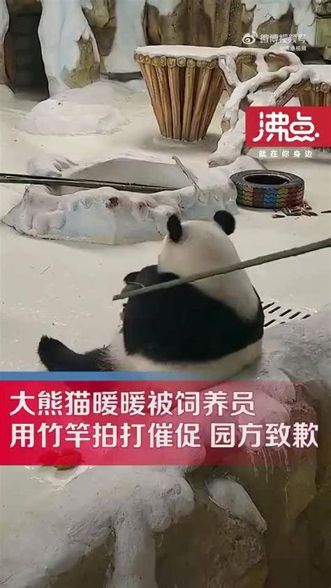 在成都最危险的工作之一：大熊猫饲养员！原因竟然是...