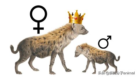 斑鬣狗的交配繁衍，奇怪的知识又增加了_女王_自然_成年