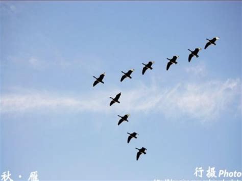 七夕喜鹊飞翔手势素材图片免费下载-千库网