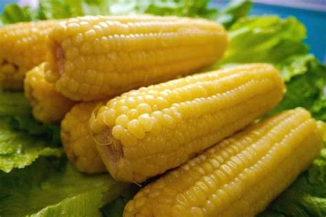 玉米喂鸡的窍门-农百科