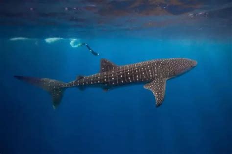 地球生命史上有比蓝鲸更大的动物吗？如果有的话！可能就是它了 - 知乎