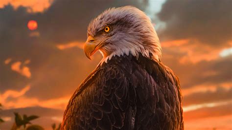 Bald eagle head | High-Quality Animal Stock Photos ~ Creative Market