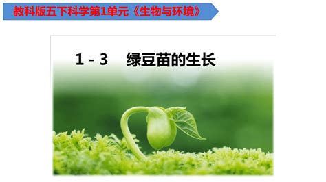 教科版（2017秋）五年级下册1.3绿豆苗的生长（课件11张PPT）-21世纪教育网