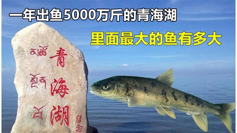 青海湖裸鲤资源蕴藏量恢复到10万吨，18年前仅2592吨_绿政公署_澎湃新闻-The Paper