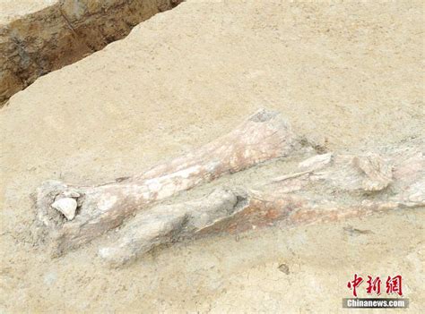 江苏发现淮河古菱齿象骨骼化石