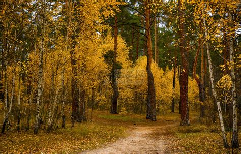 秋天黄色银杏树林高清图片下载-正版图片500714708-摄图网