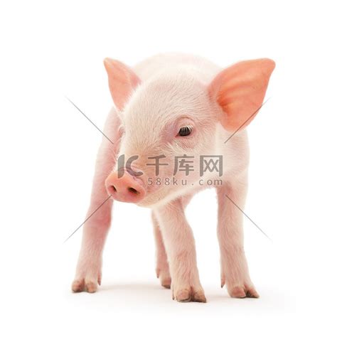 关于白猪高清摄影大图-千库网
