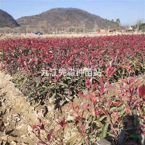 重庆地区怎样保持苗圃红叶石楠的鲜艳程度？