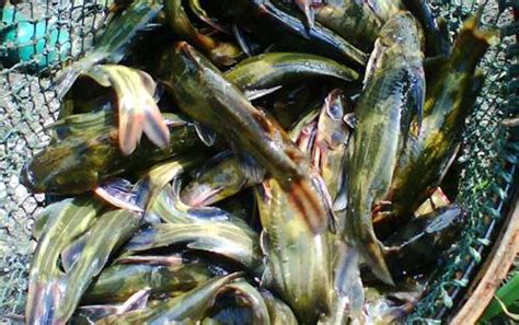 黄骨鱼养殖条件和投资成本 - 百科 - 酷钓鱼