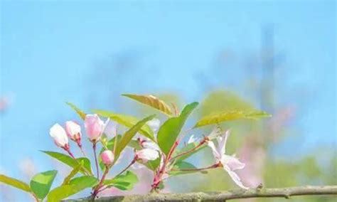 【赞美春天的优美句子】关于春天的唯美句子文案，描写春光明媚春意盎然的温柔签名语录 - 兰斯百科